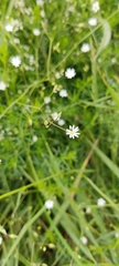 Stellaria