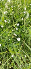 Stellaria