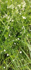 Stellaria