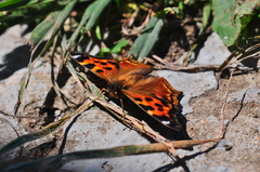 Nymphalis