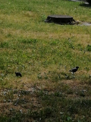 Sturnus vulgaris