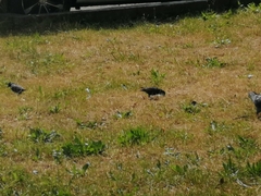 Sturnus vulgaris