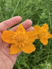 Trollius chinensis