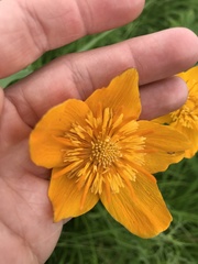 Trollius chinensis