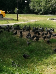 Columba livia domestica