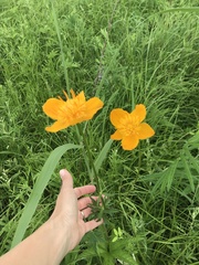 Trollius chinensis