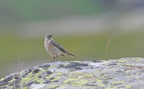 Bisbita alpino (Anthus spinoletta)