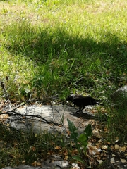Corvus monedula