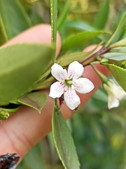Myoporum aff insulare × laetum
