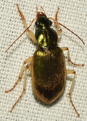 Chlaenius vestitus