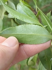 Myoporum aff insulare × laetum