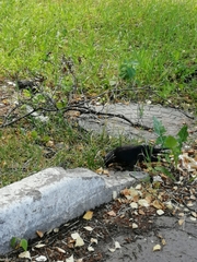 Corvus monedula