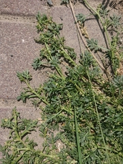 Lepidium coronopus