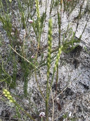 Struthiola confusa