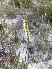 Struthiola confusa