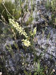 Struthiola confusa