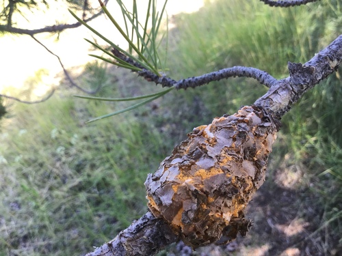 iNaturalist observation photo of Western Gall Rust
