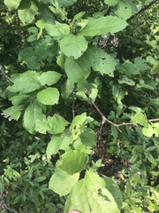 Sideroxylon lycioides