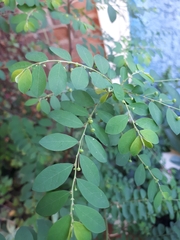 Phyllanthus tenellus