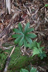 Syneilesis aconitifolia