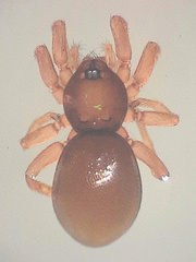 Opopaea cornuta