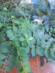 Phyllanthus tenellus