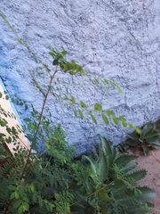 Phyllanthus tenellus