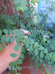 Phyllanthus tenellus