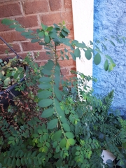 Phyllanthus tenellus