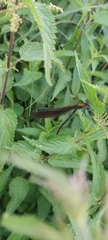 Calopteryx virgo