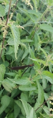 Calopteryx virgo