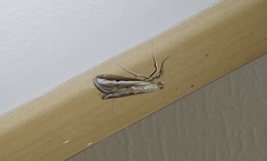 Euclasta splendidalis