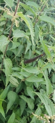 Calopteryx virgo