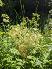 Filipendula ulmaria