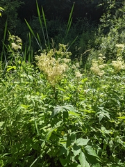 Filipendula ulmaria