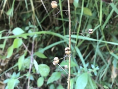 Scrophularieae