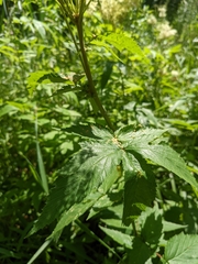 Filipendula ulmaria