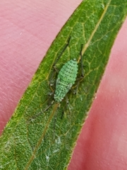Oncotylus viridiflavus
