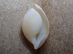 Atys semistriatus