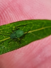 Oncotylus viridiflavus
