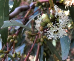 Eucalyptus phenax