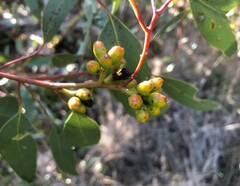 Eucalyptus phenax