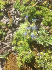 Eritrichium argenteum