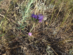 Dianthus polymorphus