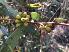 Eucalyptus phenax