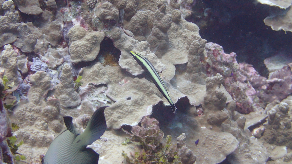 Ring wrasse (Hologymnosus annulatus) — Labridae