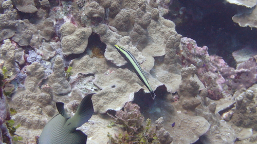 Ring wrasse (Hologymnosus annulatus) — Labridae