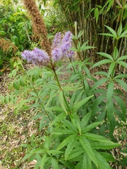 Veronicastrum
