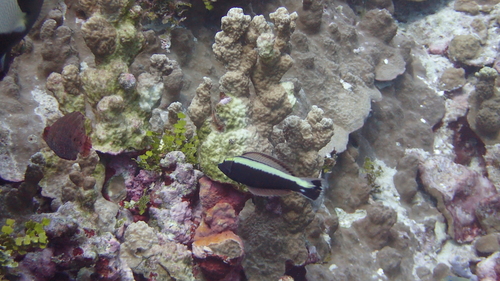 Ring wrasse (Hologymnosus annulatus) — Labridae — 5