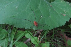 Leiobunum ventricosum